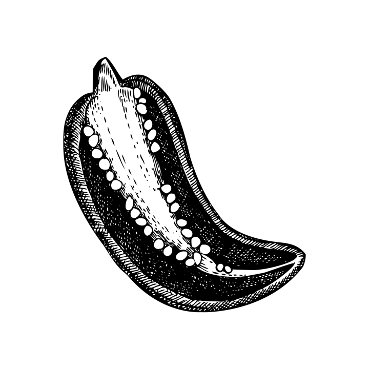 Ripe jalapeno chili pepper sketch. Hot spices, vegetarian, healthy food hand drawn vector illustration. Mexican cuisine menu design elements.